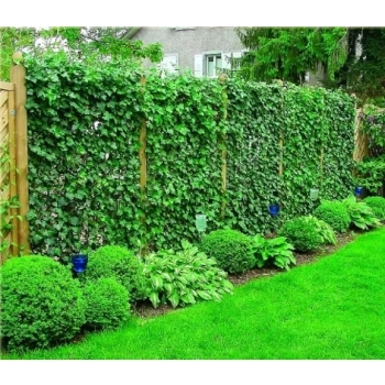 HEDERA BLUSZCZ zimą zielony odporne na mróz - sadzonki 50 / 80 cm